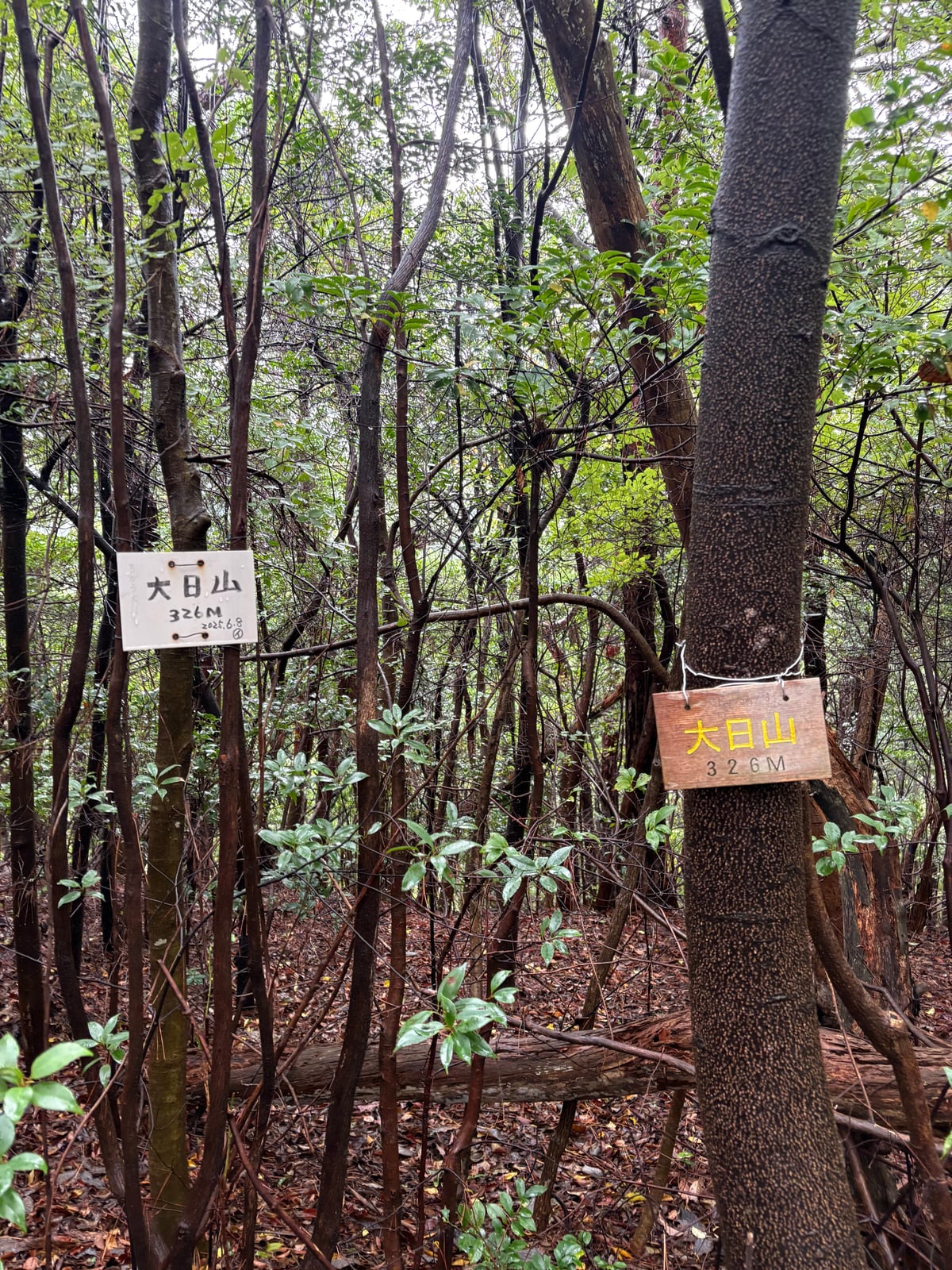 大日山の山頂